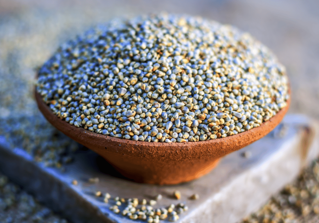 PEARL MILLET view 2