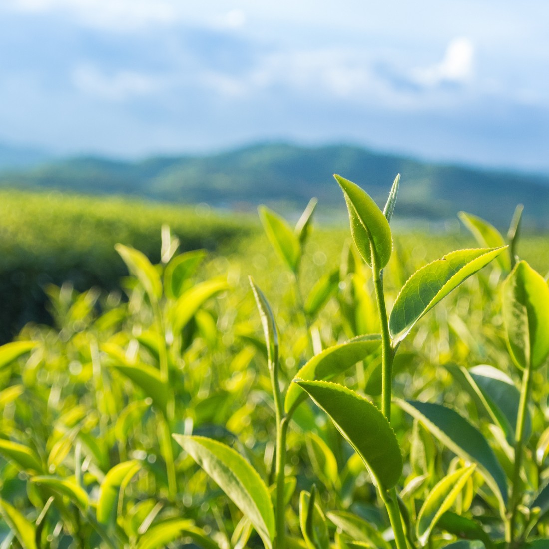 Organic Green Tea - 100g view 2