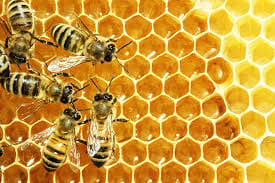 Organature Forest Honey view 2