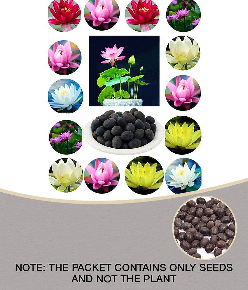 homeagro - Lotus Flower ( 20 Seeds )