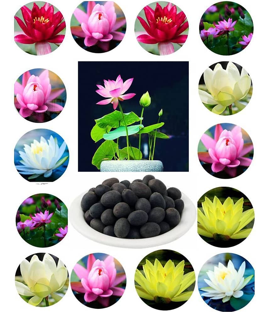 homeagro - Lotus Flower ( 20 Seeds ) view 2