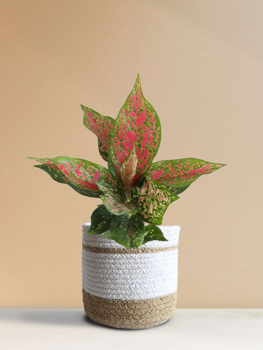Aglaonema Pink Dalmatian (Medium) view 2