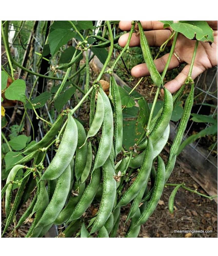 Lablab Dolichos Bean Seeds Surti Papadi " Arka Amogh " High Yield Variety 30 Seeds view 2
