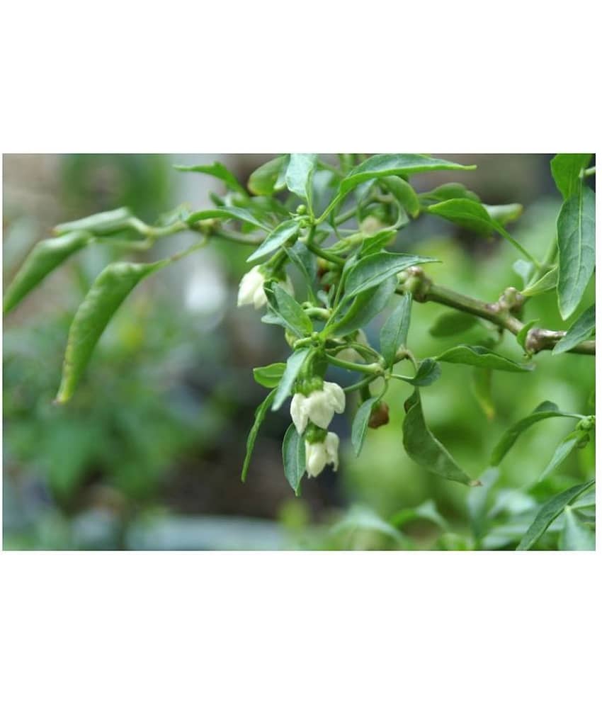 Gardens Indoor Dwarf Hybrid Vegetable Chilli SeedS(50 per packet) view 2