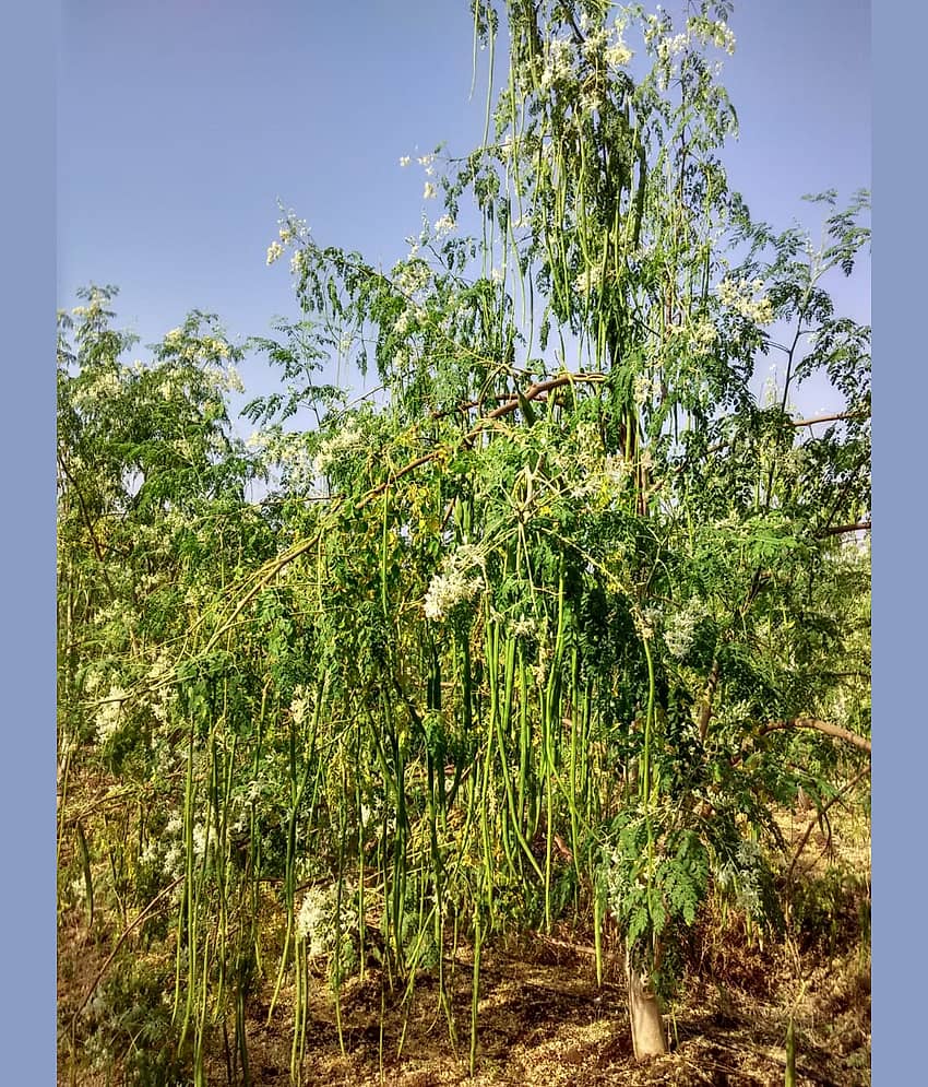 DrumStick (Sarghvo) PKM1 Moringa | Drumstick Vegetable | Moringa Oleifera | ÃÂ ÃÂ¤ÃÂ¸ÃÂ ÃÂ¤ÃÂ¹ÃÂ ÃÂ¤ÃÂÃÂ ÃÂ¤ÃÂ¨ view 2