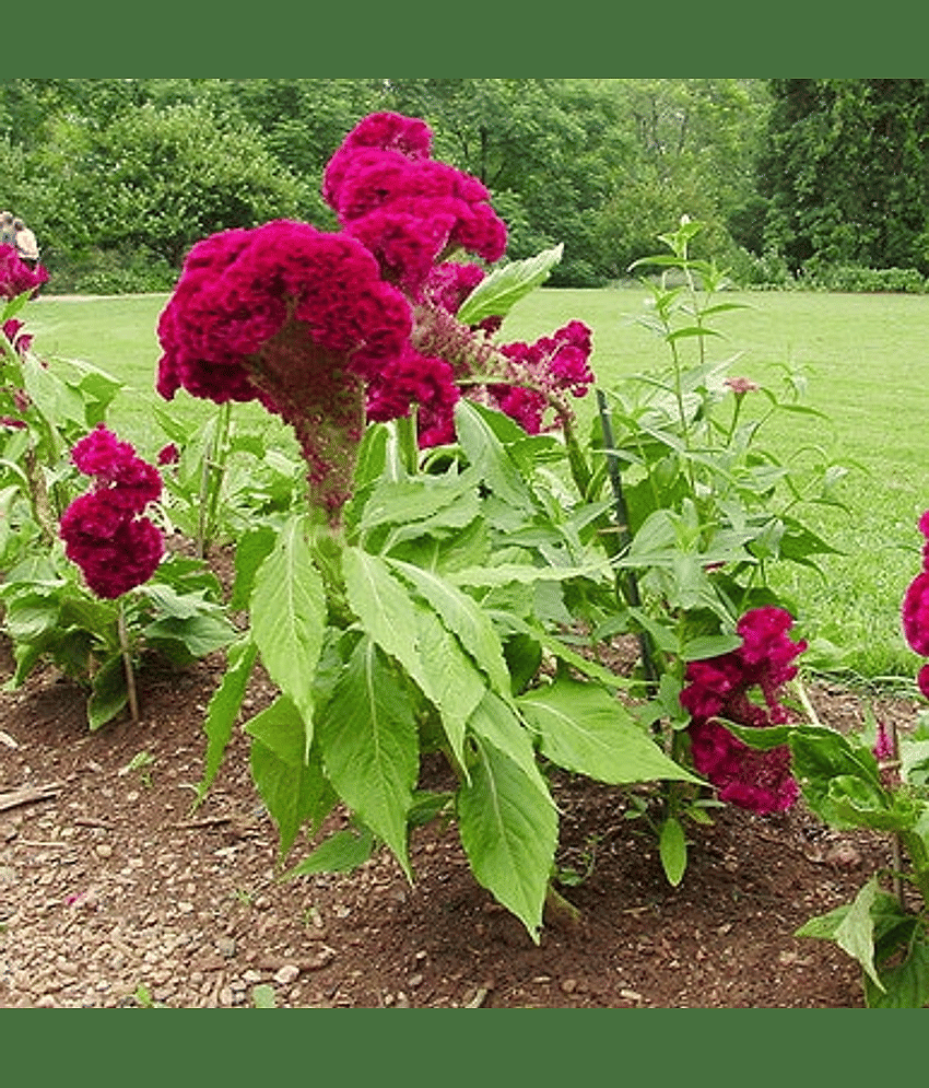 Celosia mixed flower seeds ( 50+ seeds) view 2