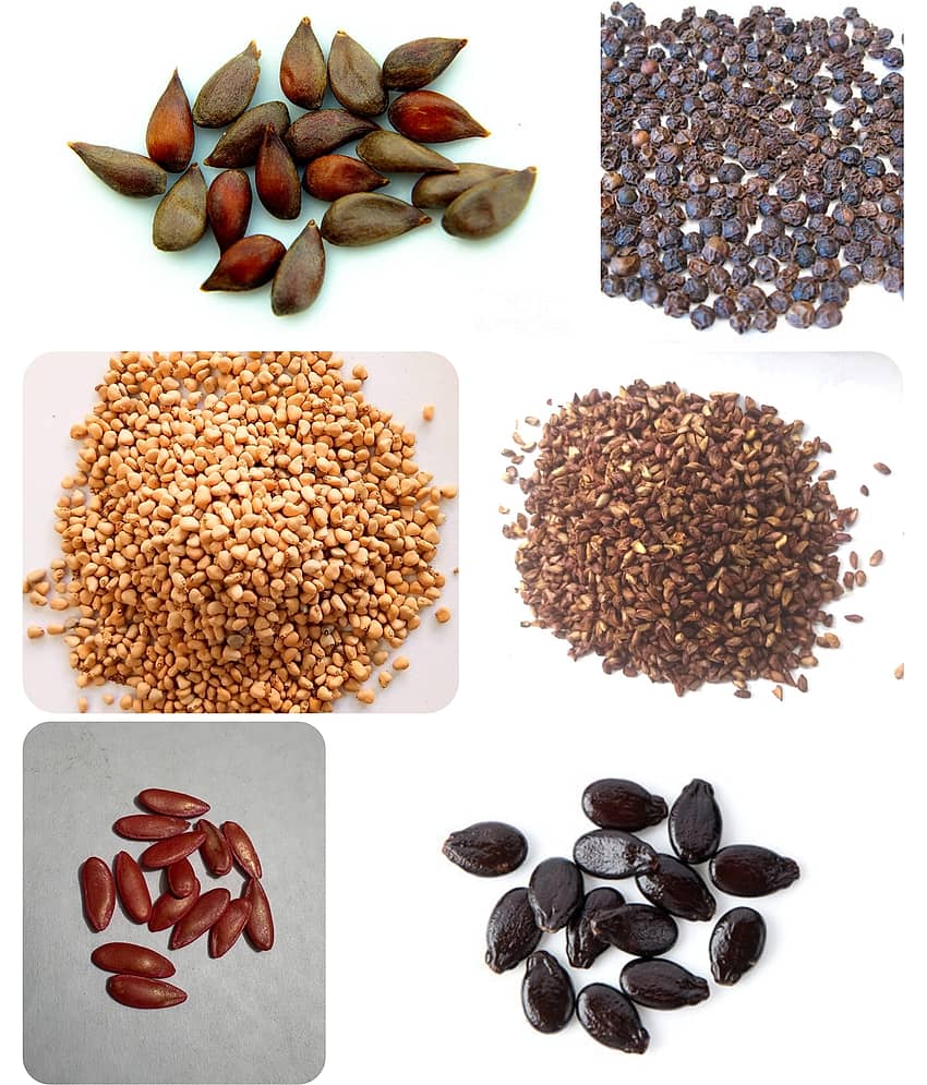 Dwarf fruit seeds combo Apple, Guava, pomegranate, papaya, Musk melon, water melon 5 type fruits seeds view 2