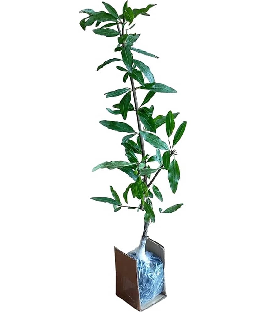 Cloud Farm Outdoor Fruit Plant ( Pack of 2 ) view 2