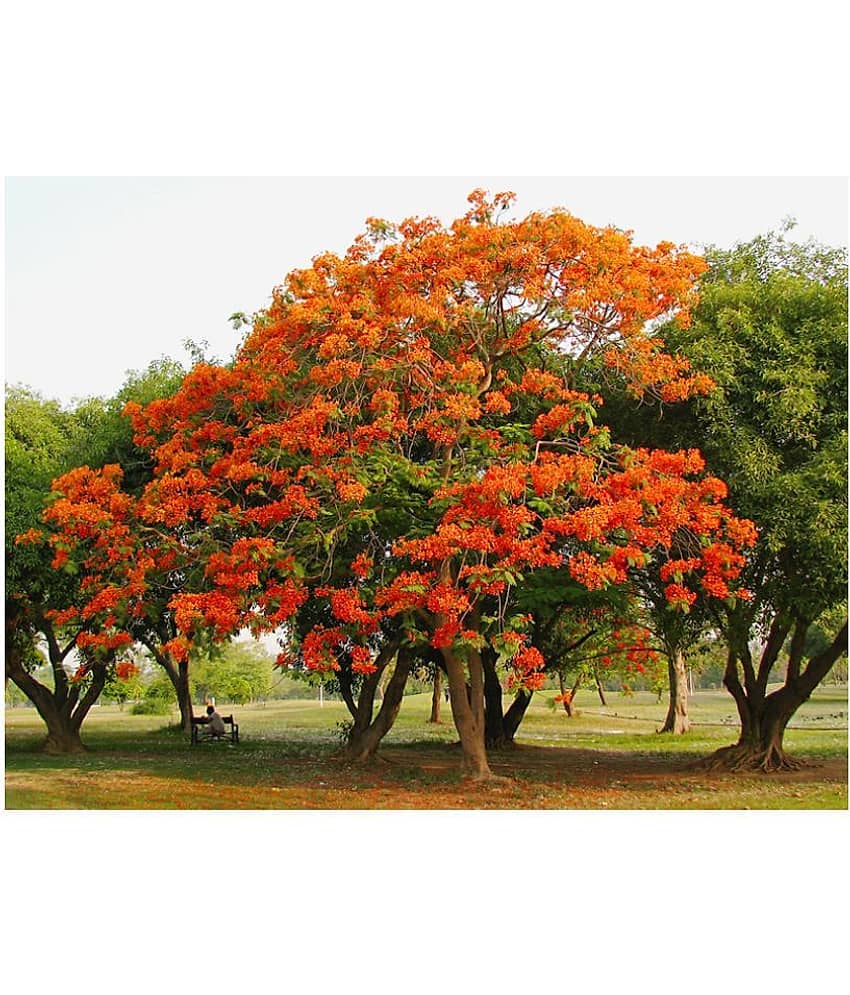Delonix regia, Gulmohar, Flamboyant, Flame of the forest, Royal Poinciana Flowering Tree Seeds - Pack of 5 Seeds view 2