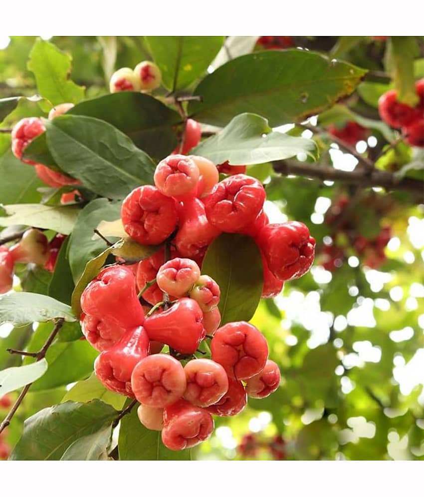 Cloud Farm Outdoor Fruit Plant ( Pack of 2 ) view 2