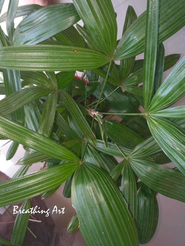 Breathing Art - Thai Lady Palm- Rhapis Excelsa Subtilis view 2
