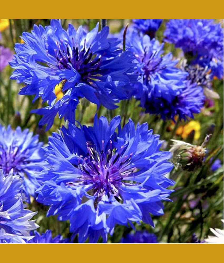 PARTHVA SEEDS Sweet William Flower ( 30 Seeds ) view 2