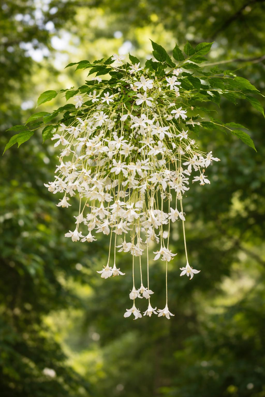 Maramalli Tree Sapling (Indian Cork Tree) | Live Plant | Night Flowering Fragrant Tree view 2