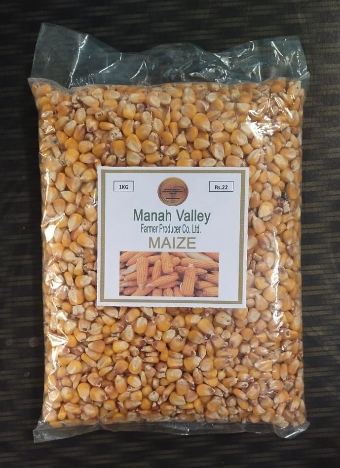 Maize Seeds view 2