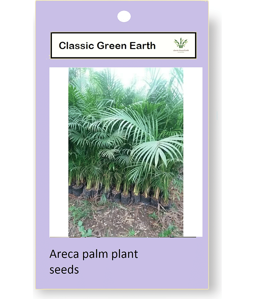 CLASSIC GREEN EARTH - Areca palm Plant ( 20 Seeds ) view 2