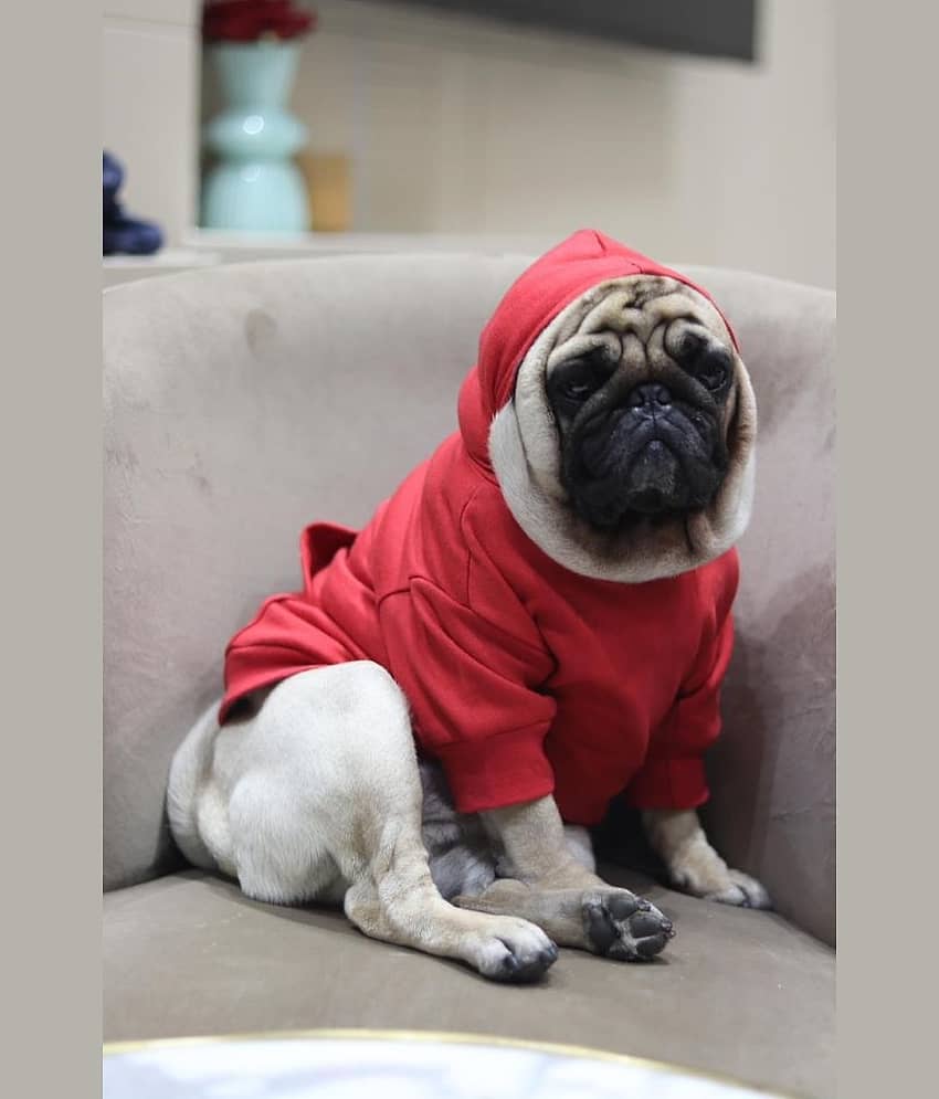 Baeship Studio Black Cotton Dog Large Jacket view 2