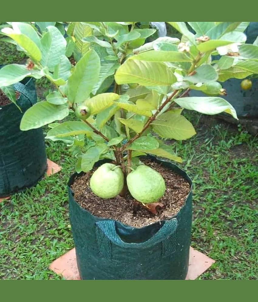 Cloud Farm Outdoor Fruit Plant ( Pack of 1 ) view 2