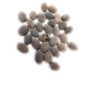 Lotus Seeds Kamal Gatta (per pc) view 2