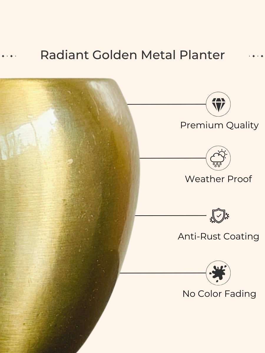Lotus Golden Snake Plant (Small) in Golden Metal Pot view 2