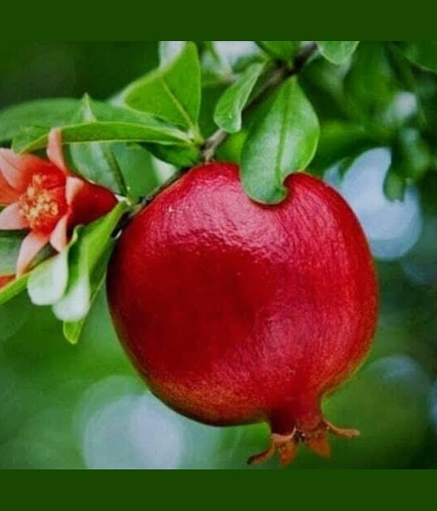Cloud Farm Outdoor Fruit Plant ( Pack of 1 ) view 2