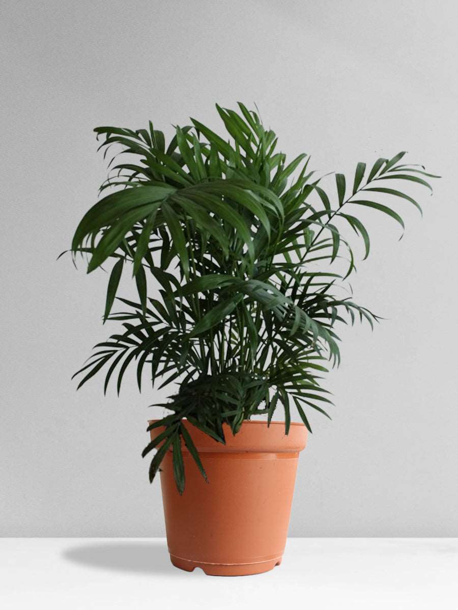 Bamboo Palm (Large) view 2