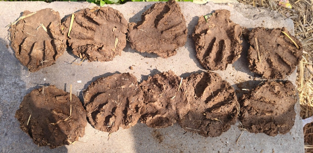 COW DUNG CAKE