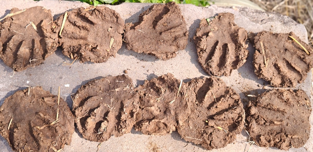 COW DUNG CAKE view 2