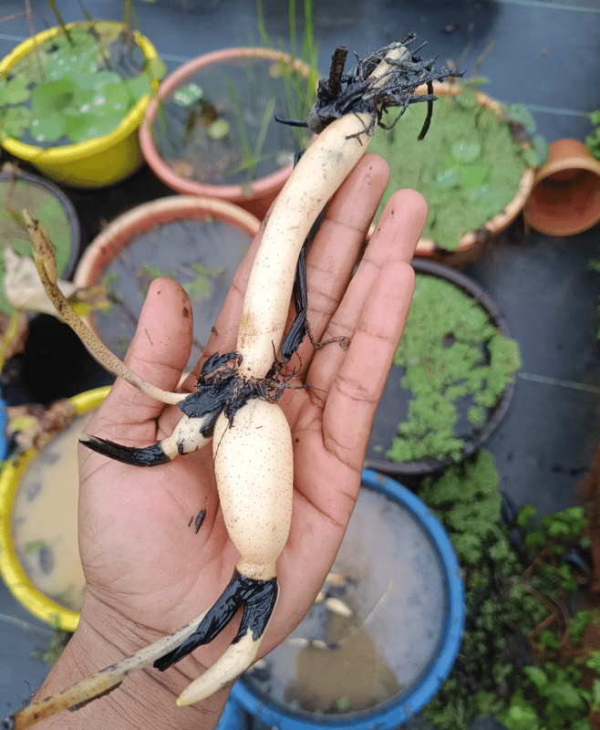 KRANCHANOK LOTUS TUBER view 2