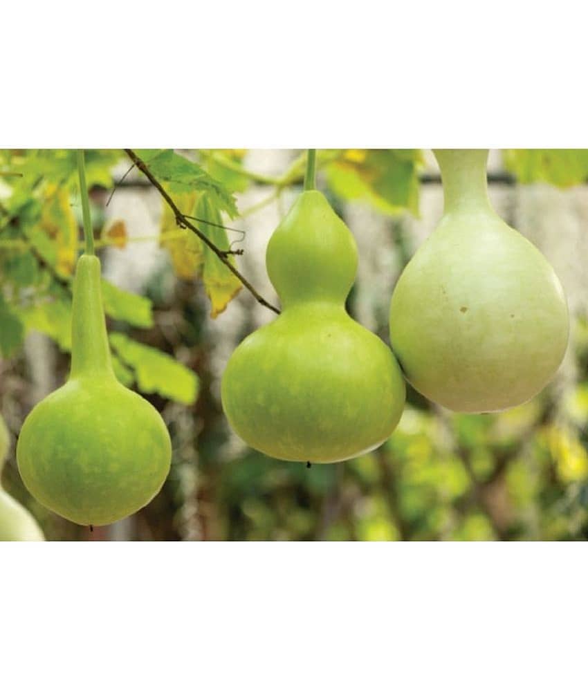 Bottle gourd round pack of 15seeds view 2