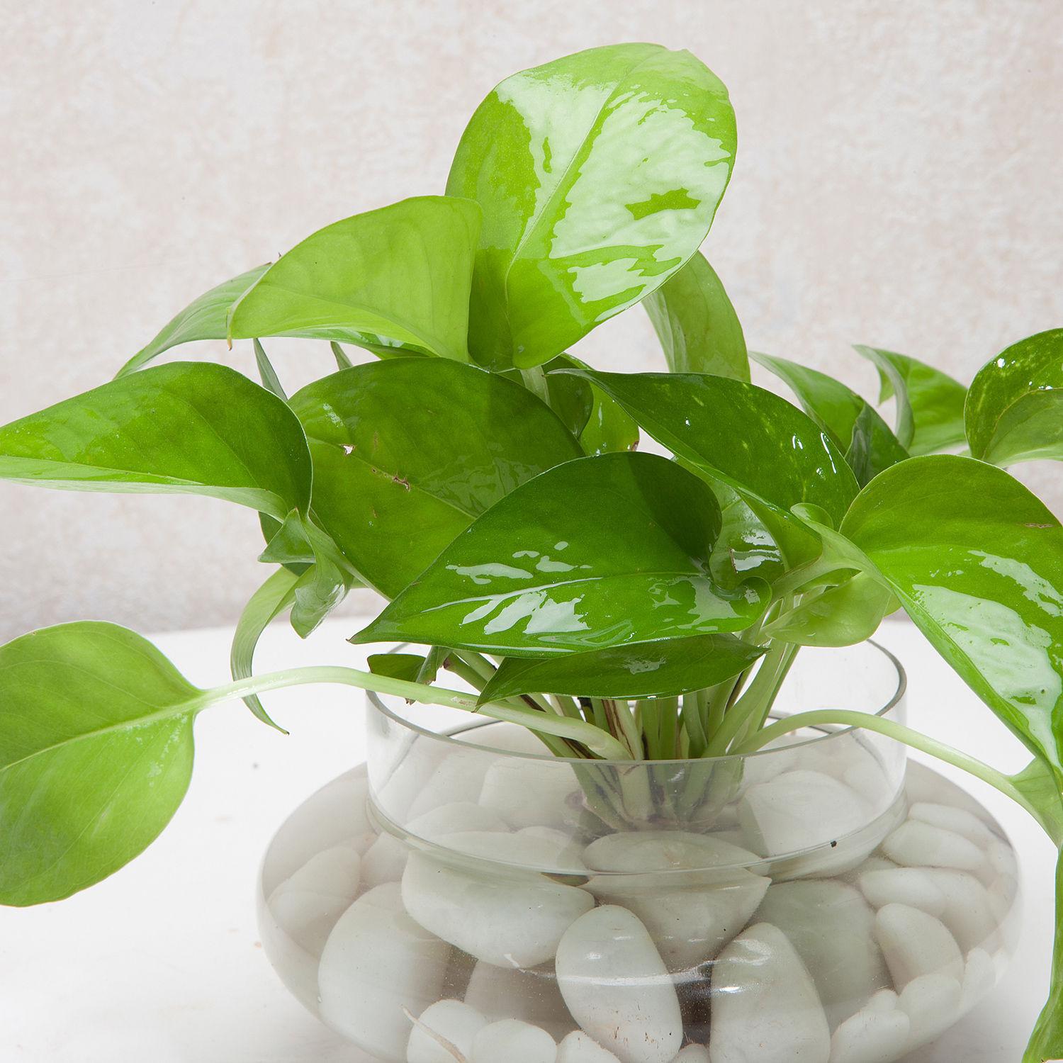 Divine Money Plant Terrariums view 2