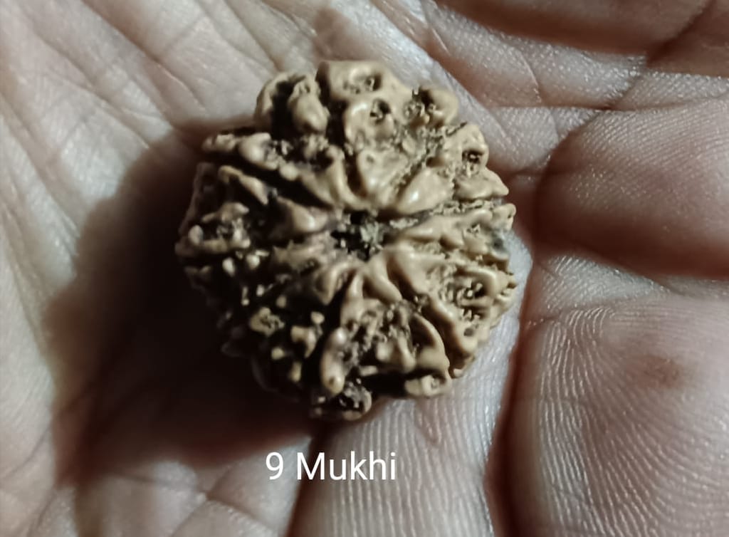 9 Mukhi Rudraksh view 2