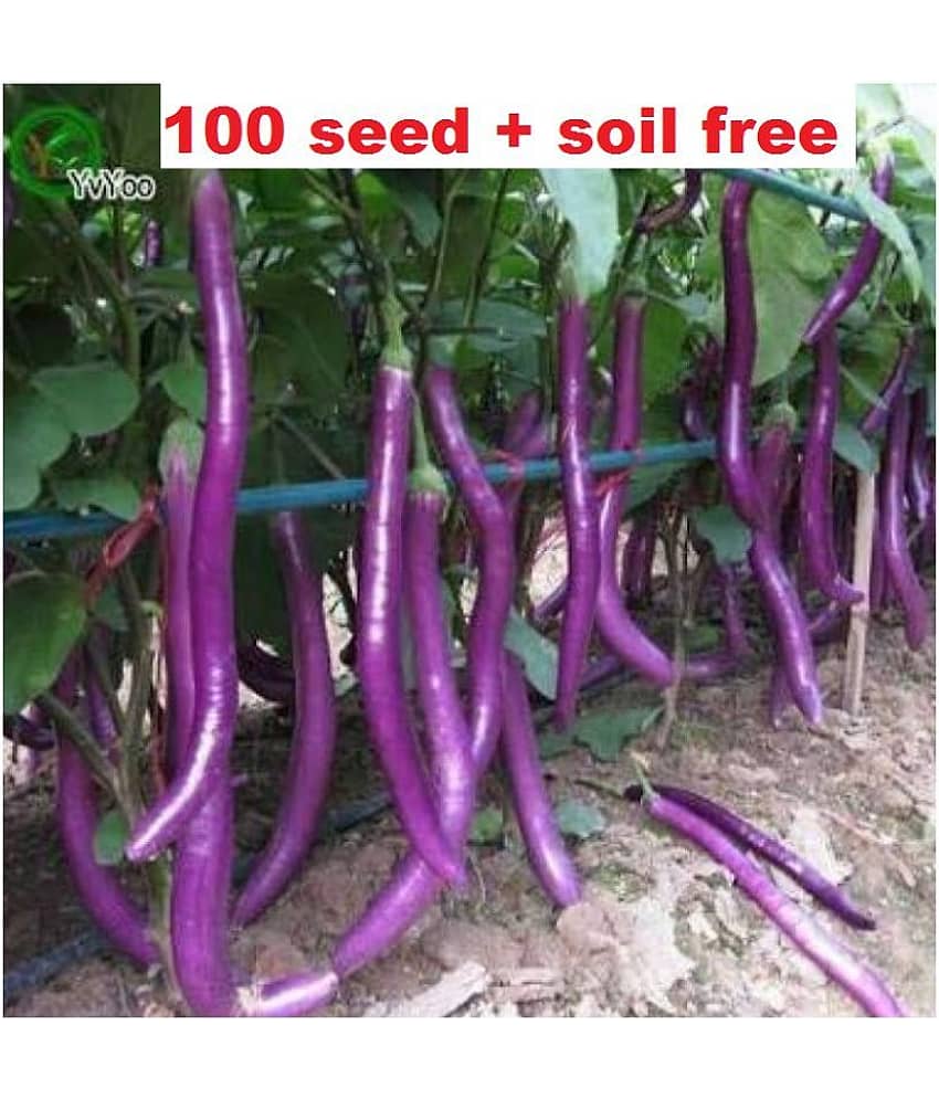 African Hybrid Brinjal Eggplant | Pack of 100 Seeds view 2