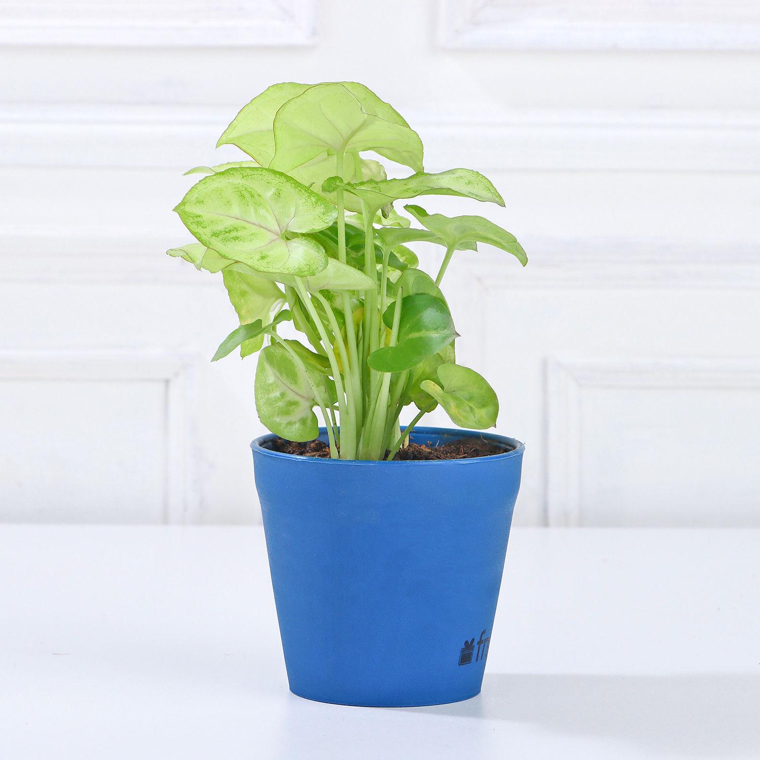 Set Of 3 Green Foliage Plants view 2
