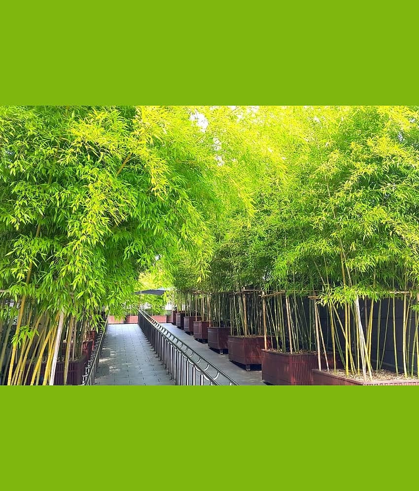 homeagro - Bamboo Plant ( 20 Seeds ) view 2