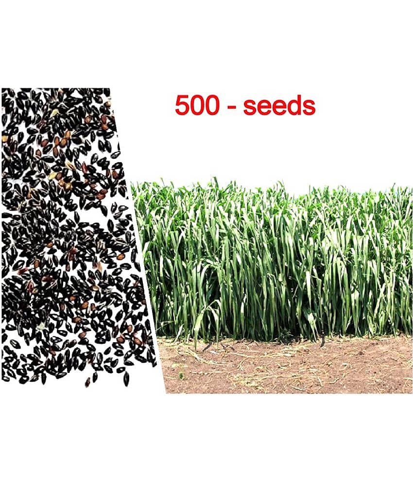 super napier grass pack of 500 seeds WITH USE MANUAL FOR OUTDOOR GARDENING USE ( USED IN ANIMAL FOOD) view 2