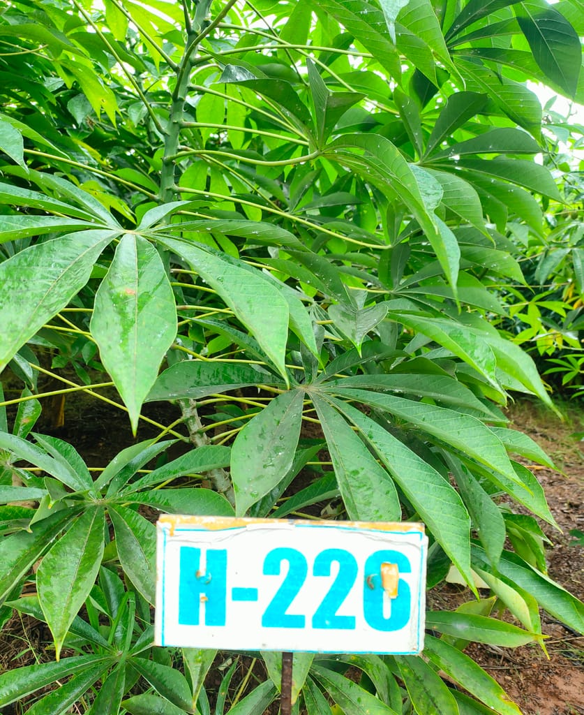 NSC Tapioca (Cassava)- H226 Hybrid variety - 50 no. of stem cuttings view 2