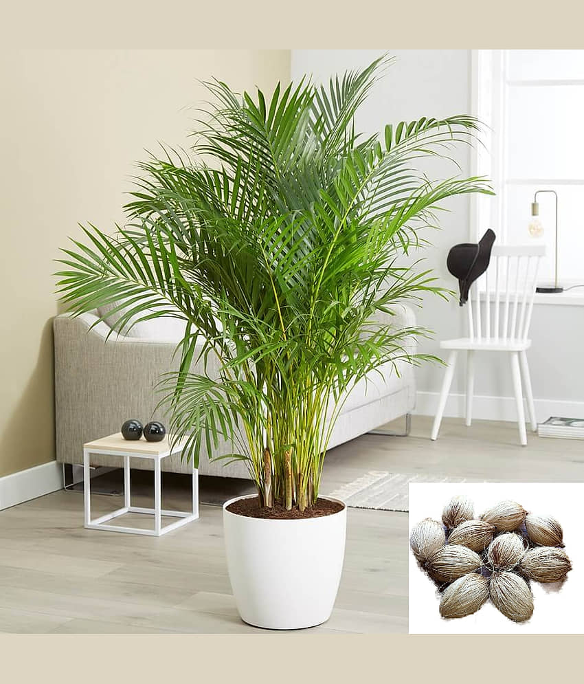 homeagro - Areca palm Plant ( 5 Seeds ) view 2