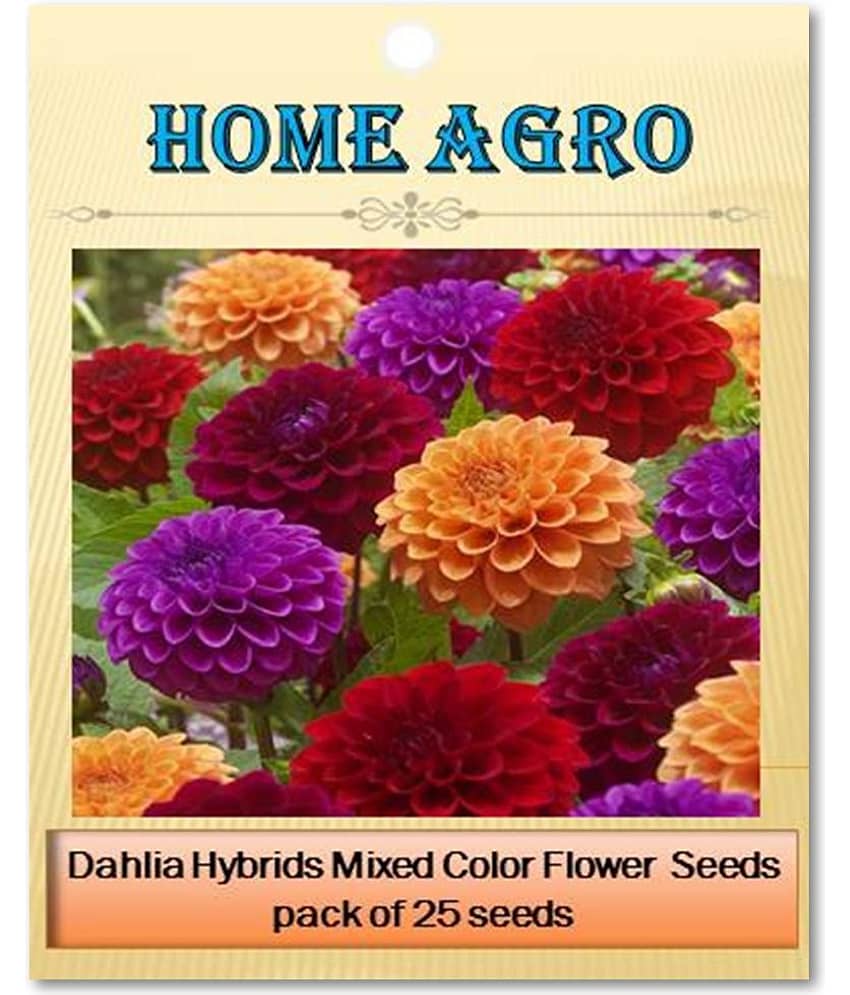 homeagro - Dahlia Mixed Flower ( 25 Seeds ) view 2