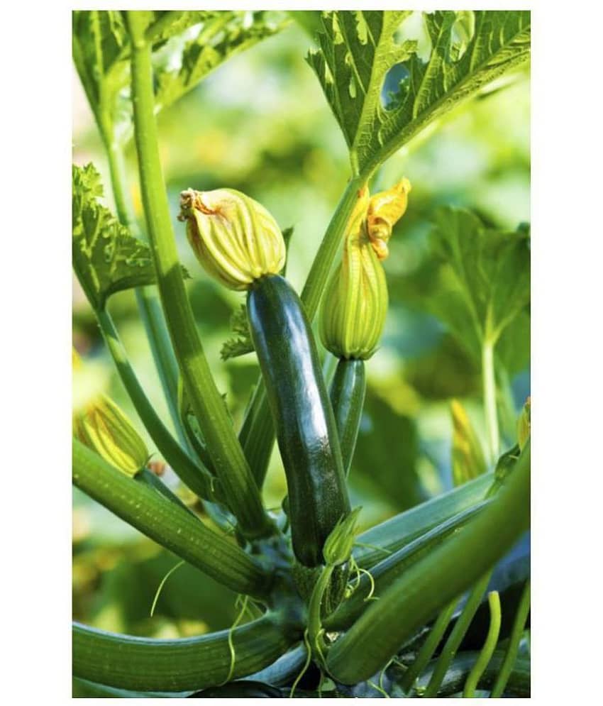 High Yielding Hybrid Green Long Squash ZUCCHINI 10 Seeds view 2