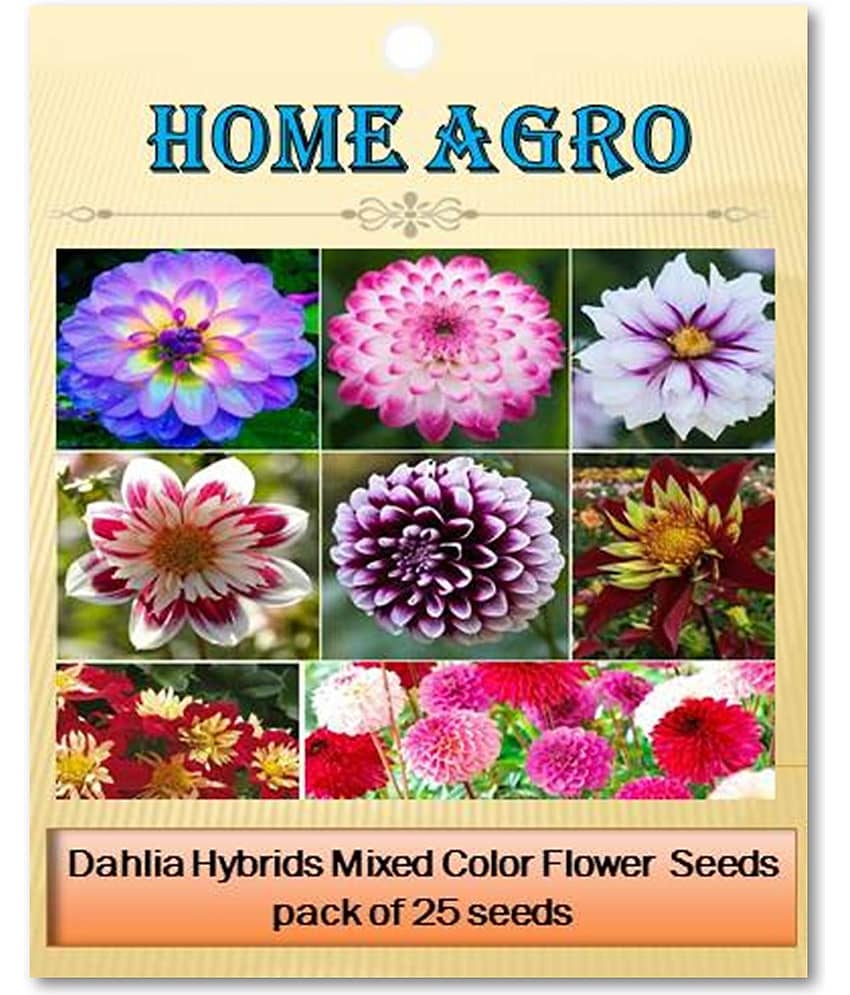 homeagro - Dahlia Mixed Flower ( 25 Seeds ) view 2