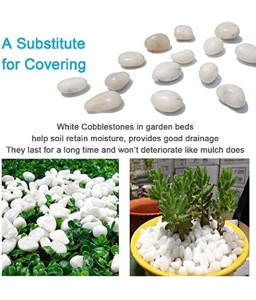 VANNEF Stone Small White Decorative Pebbles for Garden & Home Decor (White, 1Kg) view 2
