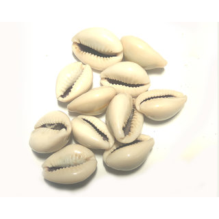 Kaudi (SeaShell Conch) 11 Pieces