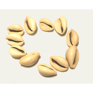 Kaudi (SeaShell Conch) 11 Pieces view 2