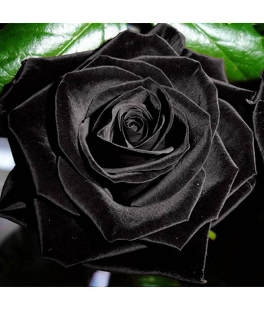 Mysterious Black Rose Flower Plant Seeds Beautiful Black Rose 20 seeds view 2