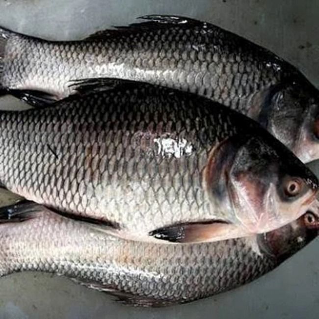 FISH ANDHRA - 900 kg
