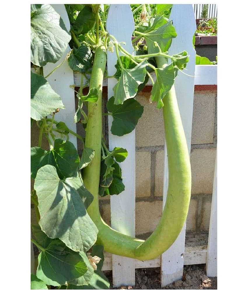 BOTTLE GOURD LAUKI LONG 20 SEEDS PACK WITH MANUAL view 2