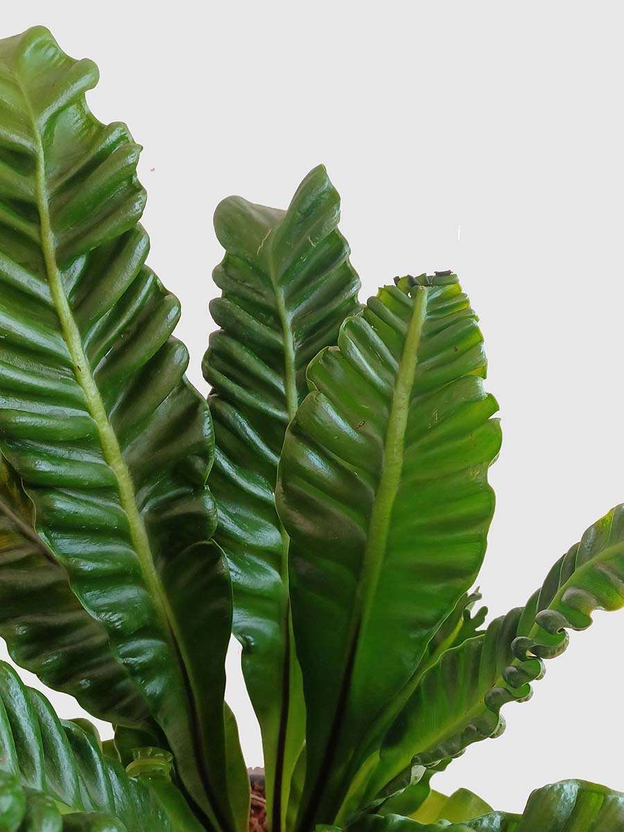 Cobra Fern (X-Large) view 2
