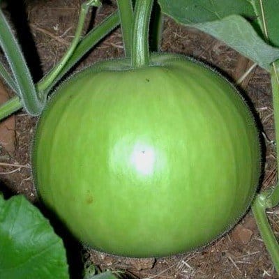 Bottle Gourd view 2