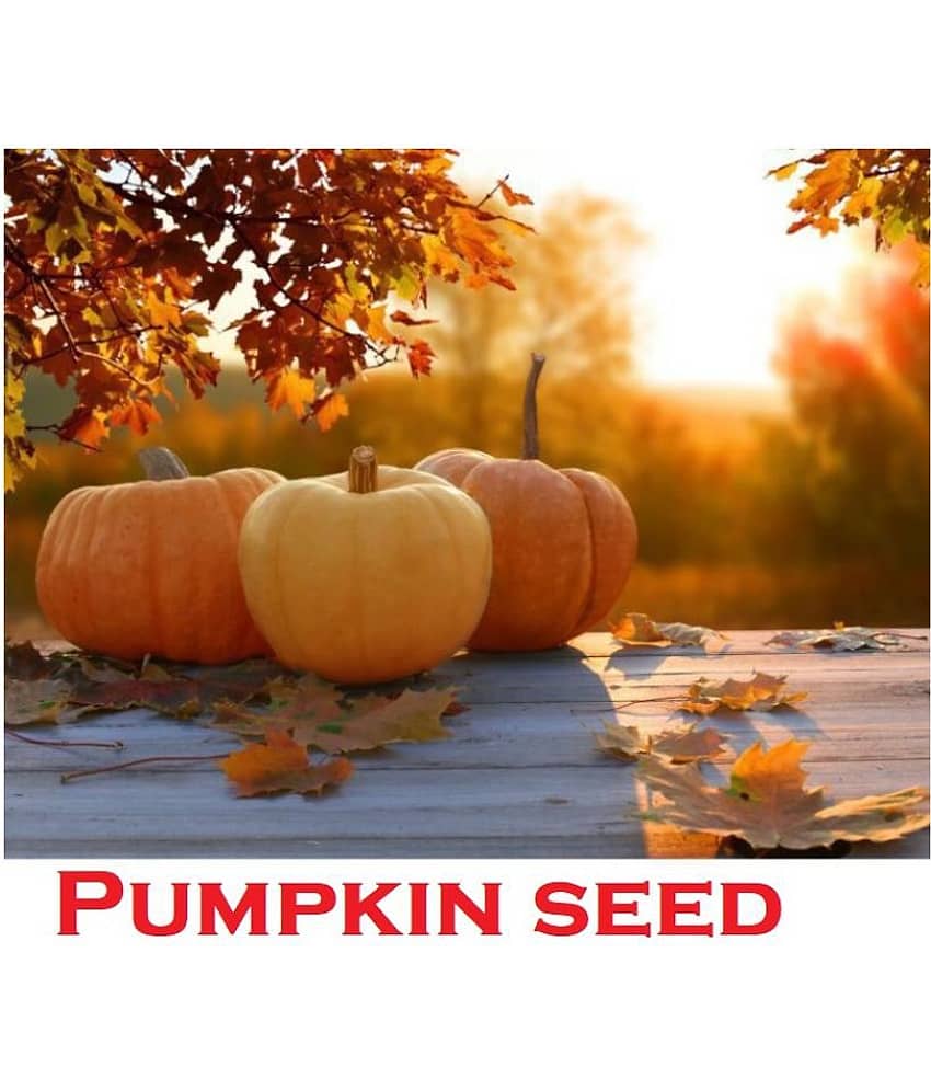 Organic Pumpkin Seeds ( 40 Seeds) view 2