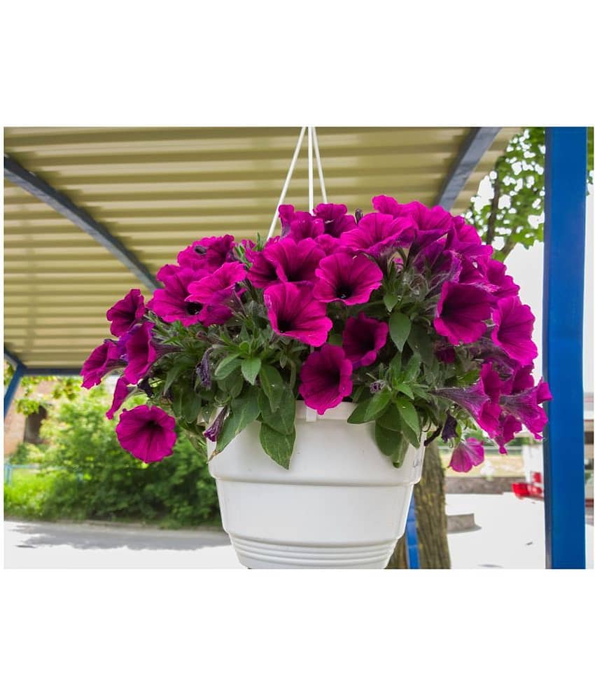 Flower seeds Petunia Flower Best Quality Premium Hyrbrid seeds Pack of 50 view 2